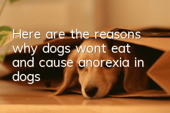 Here are the reasons why dogs won’t eat and cause anorexia in dogs!