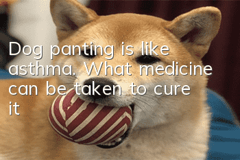 Dog panting is like asthma. What medicine can be taken to cure it?