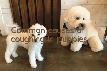 Common causes of coughing in puppies