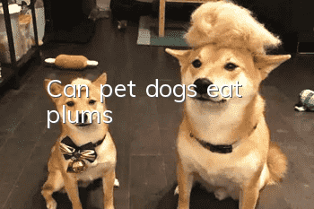 Can pet dogs eat plums?