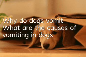 Why do dogs vomit? What are the causes of vomiting in dogs?