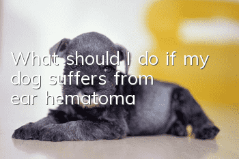 What should I do if my dog suffers from ear hematoma?