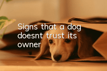Signs that a dog doesn’t trust its owner
