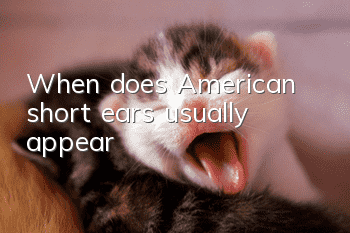 When does American short ears usually appear?