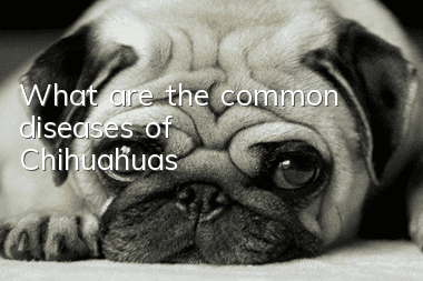 What are the common diseases of Chihuahuas?