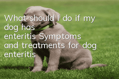 What should I do if my dog has enteritis? Symptoms and treatments for dog enteritis