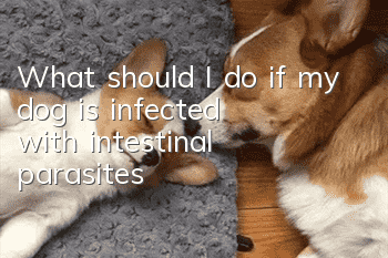 What should I do if my dog is infected with intestinal parasites?