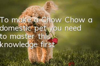 To make a Chow Chow a domestic pet, you need to master this knowledge first