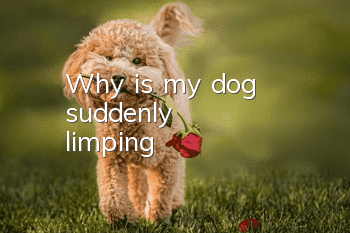 Why is my dog suddenly limping?