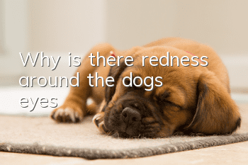 Why is there redness around the dog's eyes?