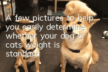 A few pictures to help you easily determine whether your dog or cat’s weight is standard
