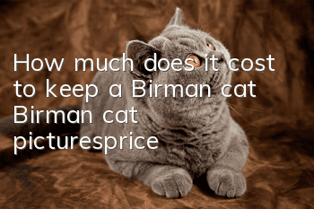 How much does it cost to keep a Birman cat? Birman cat pictures_price