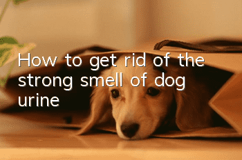 How to get rid of the strong smell of dog urine