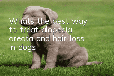 What’s the best way to treat alopecia areata and hair loss in dogs?