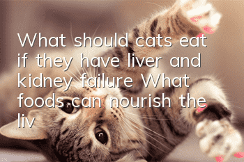 What should cats eat if they have liver and kidney failure? What foods can nourish the liver of cats?