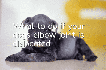 What to do if your dog’s elbow joint is dislocated