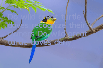 Do wild great turtle doves recognize their owners? Do wild great turtle doves deny their owners?