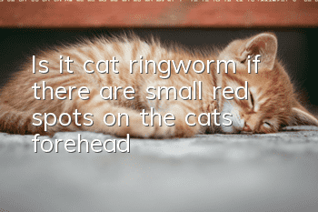 Is it cat ringworm if there are small red spots on the cat’s forehead?