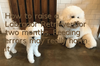 How to raise a Labrador Retriever for two months. Feeding errors may really harm it!