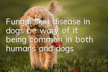 Fungal skin disease in dogs, be wary of it being common in both humans and dogs