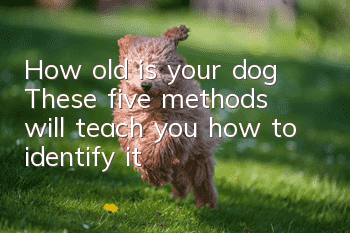How old is your dog? These five methods will teach you how to identify it!