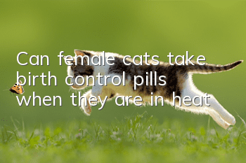 Can female cats take birth control pills when they are in heat?
