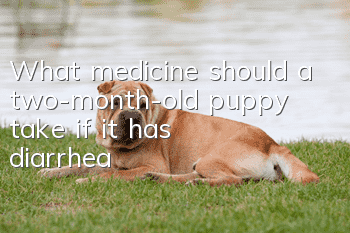 What medicine should a two-month-old puppy take if it has diarrhea?