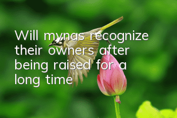 Will mynas recognize their owners after being raised for a long time?