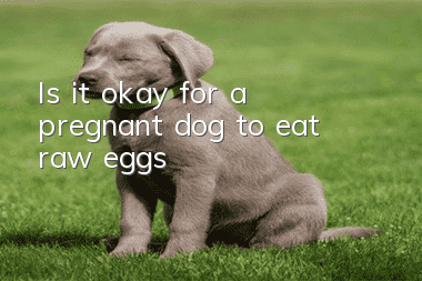 Is it okay for a pregnant dog to eat raw eggs?