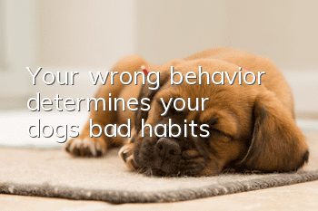 Your wrong behavior determines your dog’s bad habits