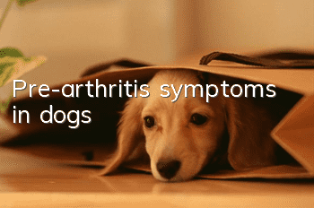 Pre-arthritis symptoms in dogs