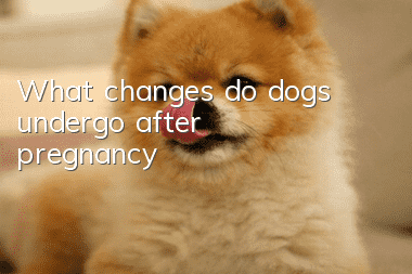 What changes do dogs undergo after pregnancy?