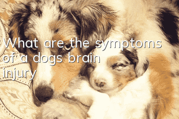 What are the symptoms of a dog’s brain injury?