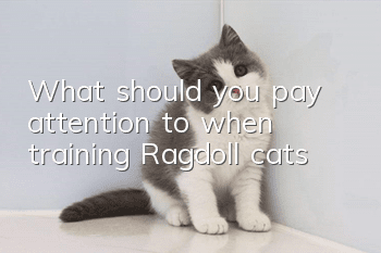 What should you pay attention to when training Ragdoll cats?