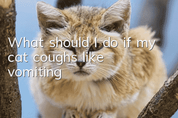 What should I do if my cat coughs like vomiting?