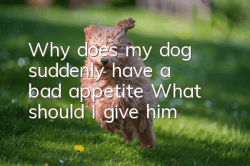 Why does my dog suddenly have a bad appetite? What should I give him?