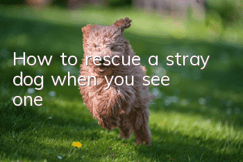 How to rescue a stray dog when you see one!