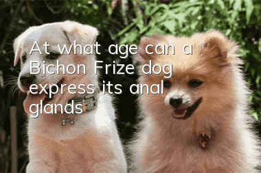 At what age can a Bichon Frize dog express its anal glands?