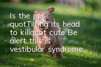 Is the pet "Tilting its head to kill" cute? Be alert, this is vestibular syndrome!