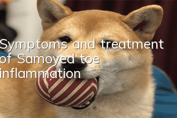 Symptoms and treatment of Samoyed toe inflammation