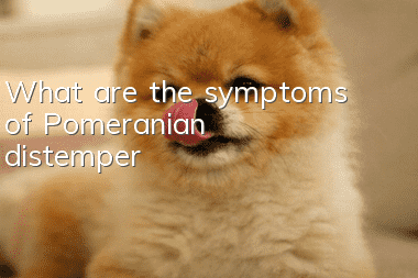 What are the symptoms of Pomeranian distemper?