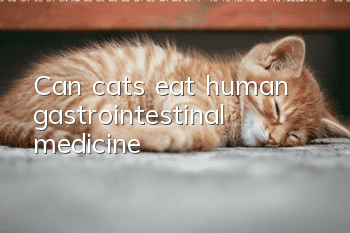Can cats eat human gastrointestinal medicine?