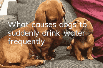 What causes dogs to suddenly drink water frequently?