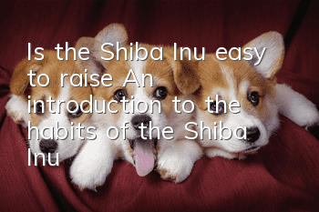 Is the Shiba Inu easy to raise? An introduction to the habits of the Shiba Inu!