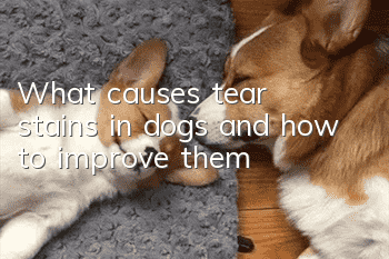 What causes tear stains in dogs and how to improve them