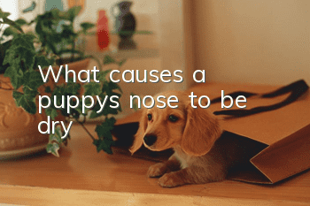 What causes a puppy’s nose to be dry?