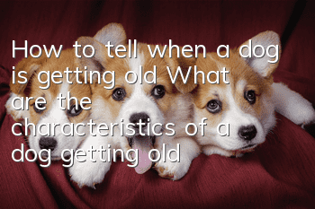 How to tell when a dog is getting old? What are the characteristics of a dog getting old?