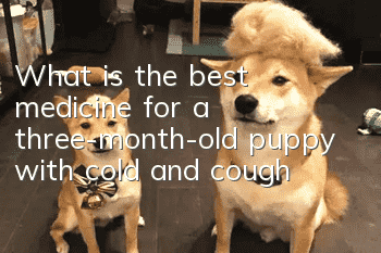 What is the best medicine for a three-month-old puppy with cold and cough?