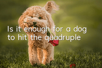 Is it enough for a dog to hit the quadruple?