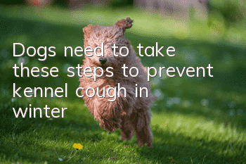 Dogs need to take these steps to prevent kennel cough in winter!